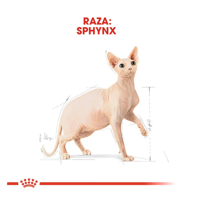 Royal Canin Adult Sphynx