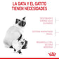 Royal Canin Mother & Babycat