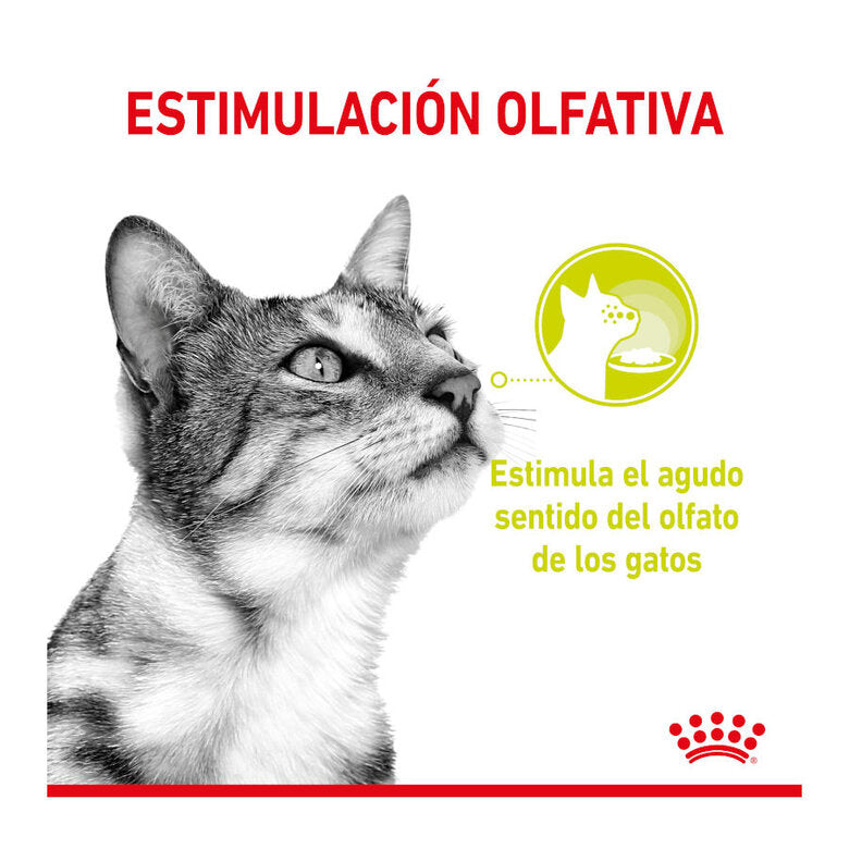 Royal Canin Sensory Smell 85 gr (Sobre salsa)