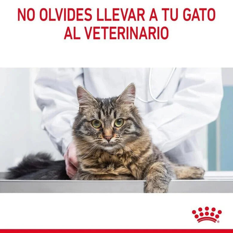 Royal Canin Digestive Sensitive Care 85 gr (Sobre salsa)