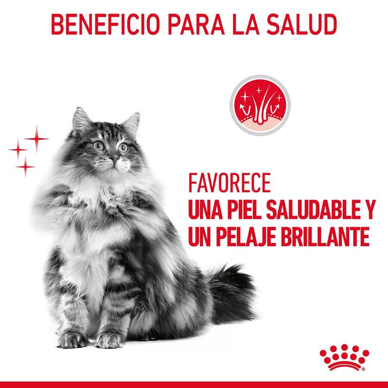Royal Canin Hair & Skin Care 85 gr (Sobre gelatina)