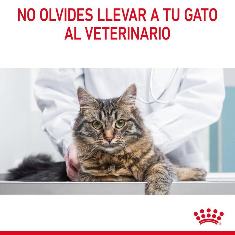 Royal Canin Hair & Skin Care 85 gr (Sobre gelatina)