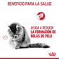 Royal Canin Adult Hairball Care 85 gr (Sobre en salsa)