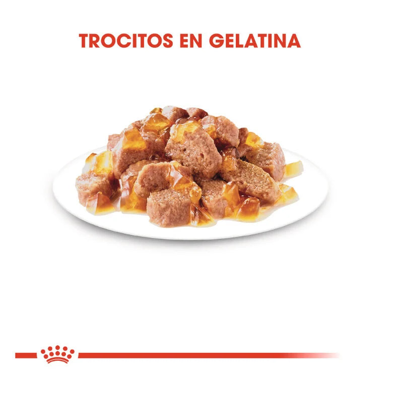 Royal Canin Senior Ageing +12 85 gr (Sobre gelatina)