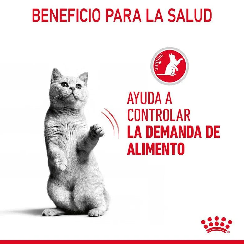 Royal Canin Appetite Control Care 85 gr (Sobre salsa)